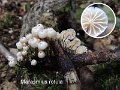 Marasmius rotula-amf1281